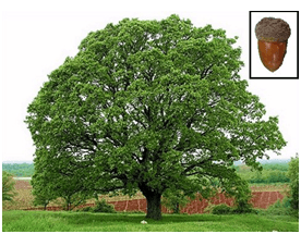 florencerickards-it-is-never-to-late-compressor